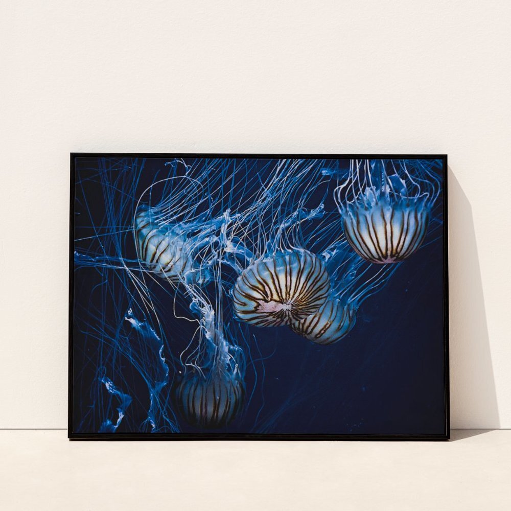 19x13" underwater sea ocean life poster photography wall art picture print